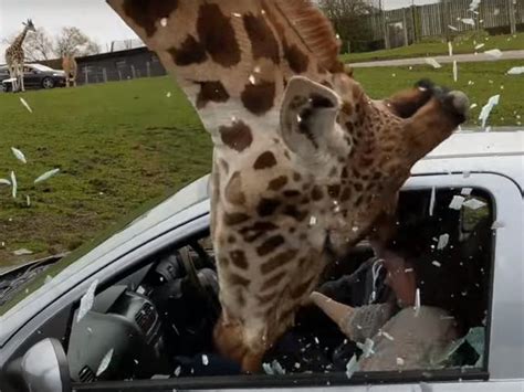 Giraffe Smashes Car Window At Safari Park The Courier Mail