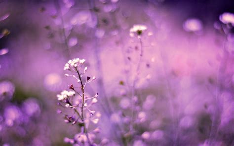 Purple Nature Wallpapers Top Free Purple Nature Backgrounds