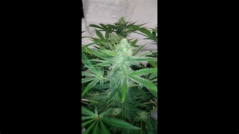 Gorilla Glue 4 Day 35 Flower Youtube