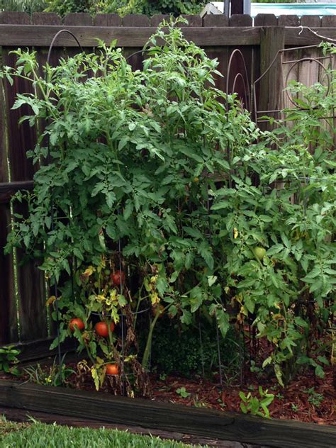 Anitas Garden Corner June 2013