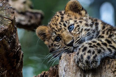Baby Jaguar Animal Wallpaper