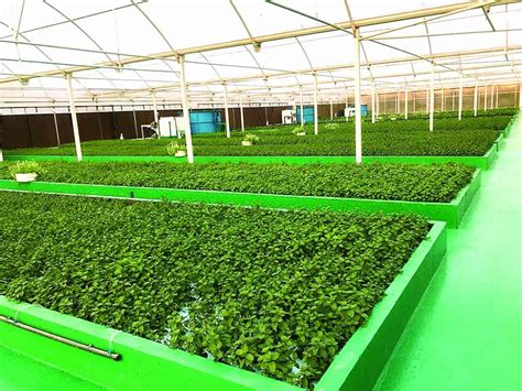 Horizontal Farming System Archives Doha News Qatar