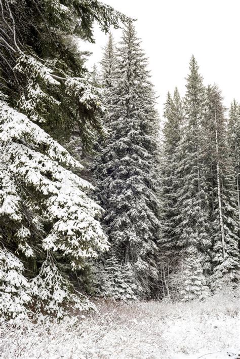 Tall Pine Trees Covered With Snow Stock Image Image Of Mccall
