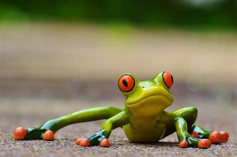 Free Photo Frog Funny Figure Cute Animal Free Image On Pixabay
