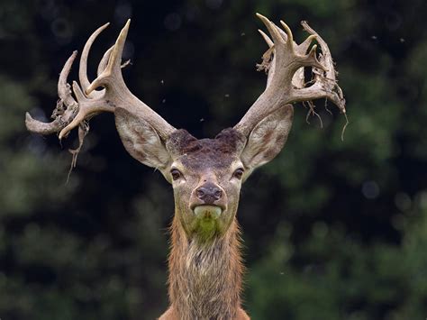Red Deer Stag Shedding Velvet From Antlers Norfolk England Photograph