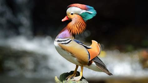 12 Interesting Facts About Mandarin Ducks Animals Recuse