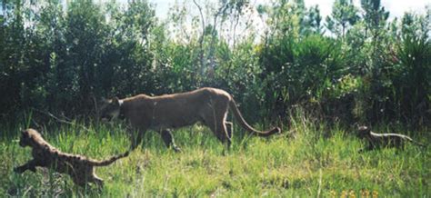 Report Panther Sightings To Fwc Florida Sportsman