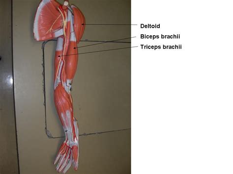 There are three muscles that lie in the pectoral region and exert a force on the upper limb. Chest and Arm Muscles Labeled Models - Biceps brachii, Deltoid, Extensors, Pronators | Arm ...