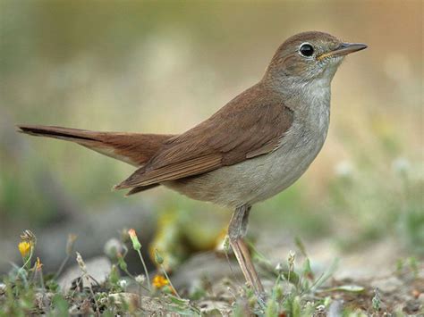 Common Nightingale Luscinia Megarhynchos By Agustinpovedano 10 Year