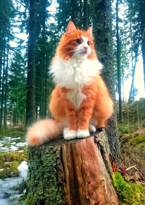 Majestic By Williamlove Meow Norwegian Forest Cat Pretty Cats Cute