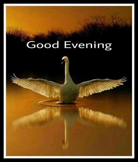 Pin by Bidisha Kuls on good evening | Good evening messages, Evening greetings, Good evening