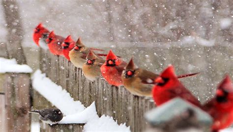 20 Best Winter Bird Photos Ever Nature And Animals Sonyaz