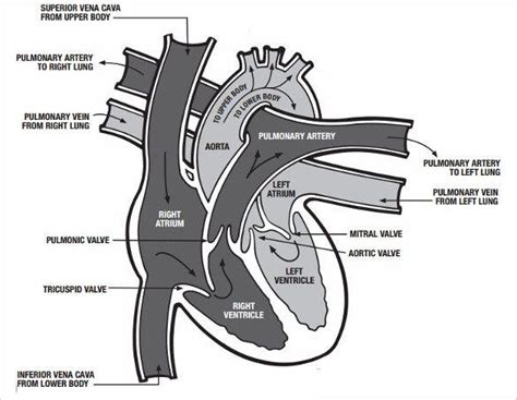 The labelled diagram of an electric generator is shown. 13+ Heart Diagram Templates - Sample, Example, Format ...