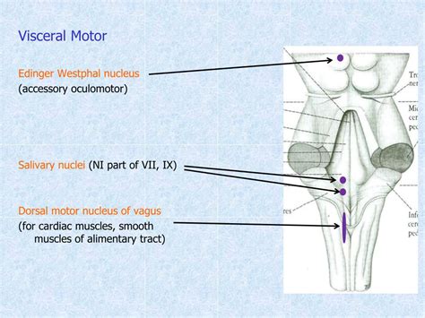 Ppt Cranial Nerves Powerpoint Presentation Free Download Id4837903