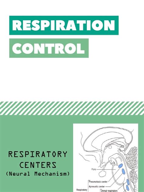Respiration Control Pdf Respiration Physiology