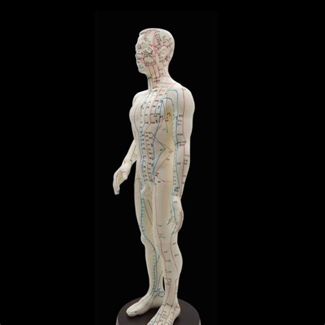 POWEREST Acupuncture Human Model 50cm Male Acupuncture Model Chinese