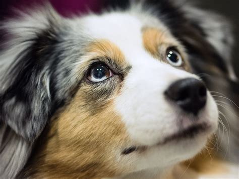 Mini Australian Shepherds Have Gotten Very Very Popular Vox