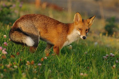 Red Fox Vulpes Vulpes Part Ii Help Change The World