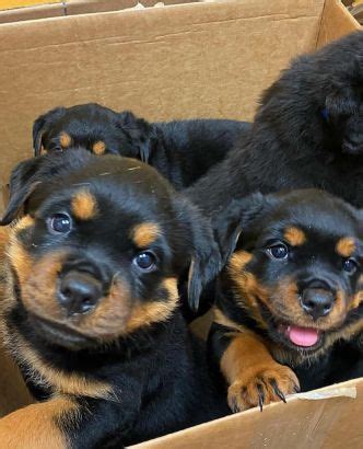 Here is a list of our currently available cavalier king charles & cavapoo puppies. Cutest Rottweiler puppies Charlotte NC