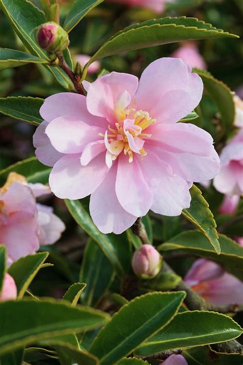 They are delicately shaded paler at the center and the base of the petals which gives the appearance of a central stripe. Camellia Sasanqua 'pink Pearl' Photograph by Geoff Kidd ...