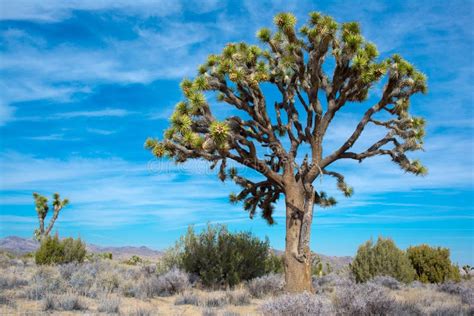 Big Old Joshua Tree Stock Photo Image Of National Grass 178901338