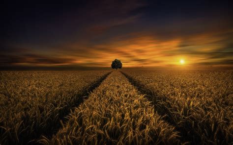 Photo Wheat Field Sunset Sky Free Pictures On Fonwall