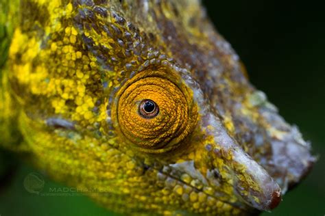 Goodinfo Chameleon Eye Close Up