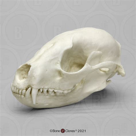 Raccoon Skull Bone Clones Inc Osteological Reproductions