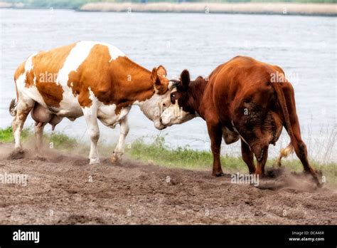 Two Cows Fighting At Riverside Stock Photo Alamy