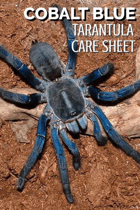 Cobalt Blue Tarantula Cyriopagopus Lividum Care Sheet