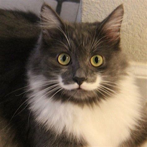 Meet Hamilton The Mustached Hipster Cat Animals Pinterest