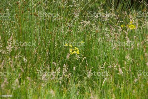 The Meadow Grass Tall Fescue In Spring The Beautiful Wallpaper Of Stock