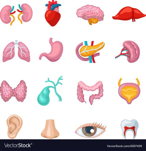Human Organs Set Royalty Free Vector Image Vectorstock