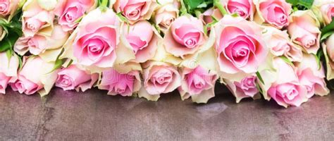 Antique Pink Roses Banner Stock Photo Image Of Banner 65601264
