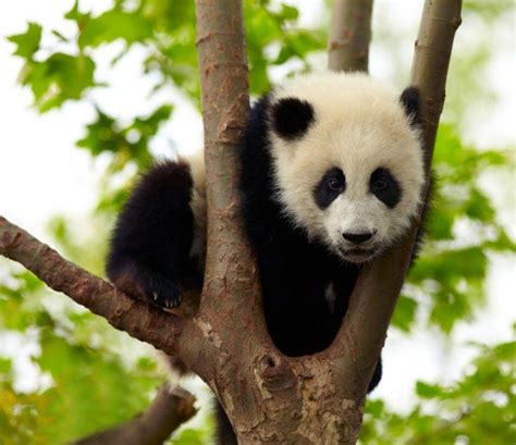 Giant Panda Baby Over The Tree In 2020 Baby Panda Panda