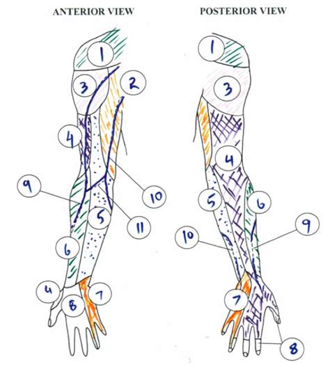 L3 Cutaneous Nerves And Veins Of The Upper Extremity Diagram Quizlet