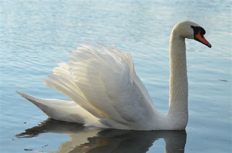 Free Images Nature Wing White Lake Animal Pond Wildlife