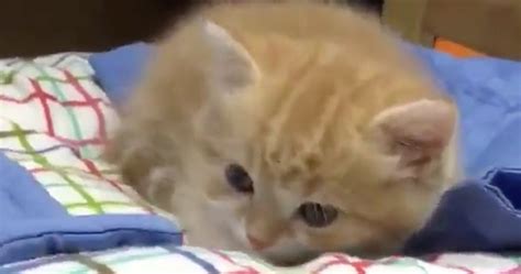 Watch Kitten Knows Exactly How To Use Its Tiny Bed Thethings