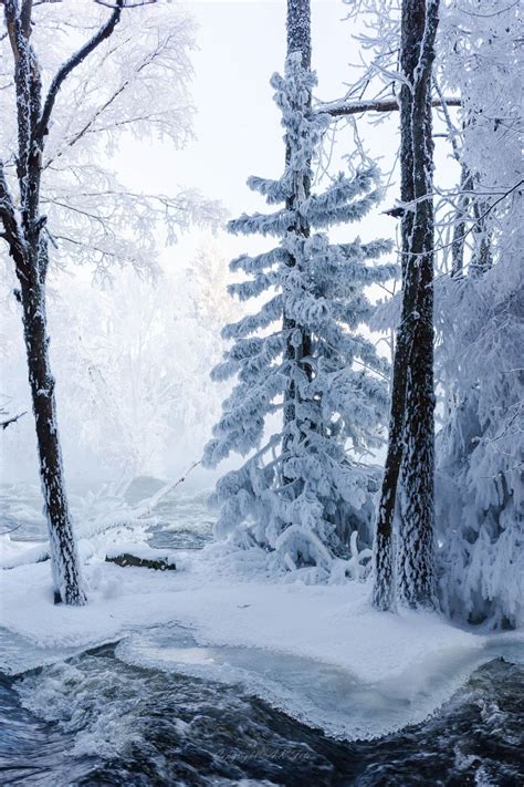 Cold Trees By Anssi Karilahti Winter Scenery Winter Pictures Winter