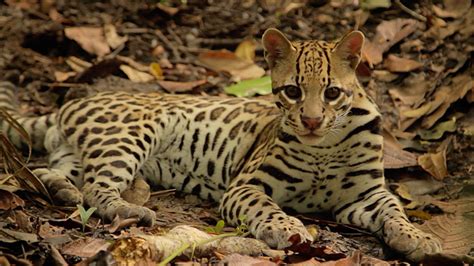 All Wild Animals In Costa Rica Are Endangered