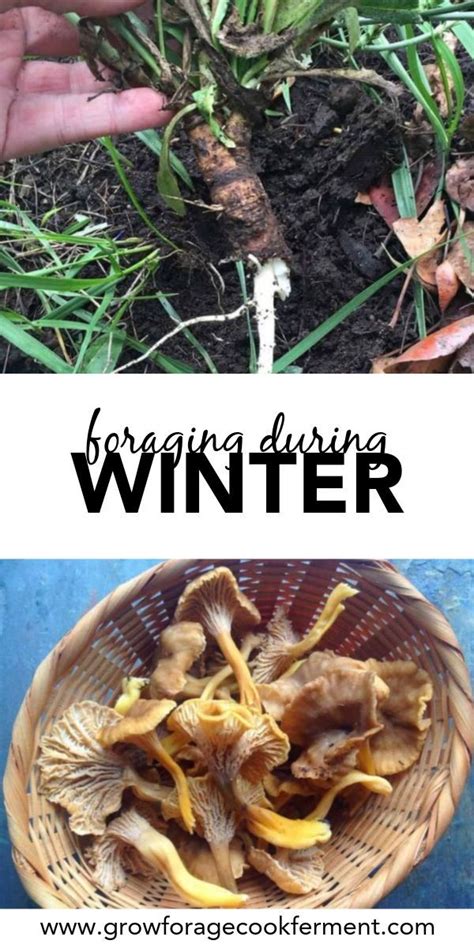 What To Forage In Winter 30 Edible And Medicinal Plants And Fungi Artofit