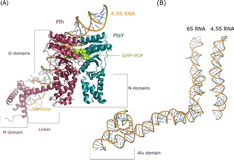 Structure Of The Bacterial Srp Components A Crystal Structure Of
