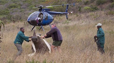 South Africa Rhino Deaths Hit Record Despite Conservation Push Bbc News