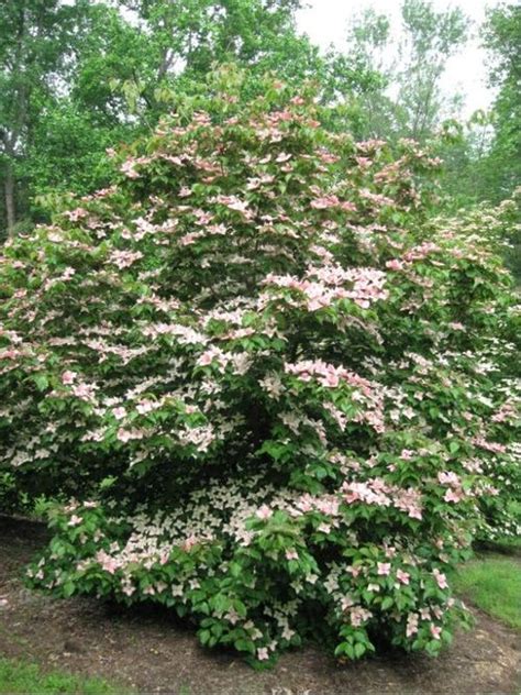 Rosy Teacups Dogwood ~ This Stunning Dogwood Hybrid Grows An Abundance