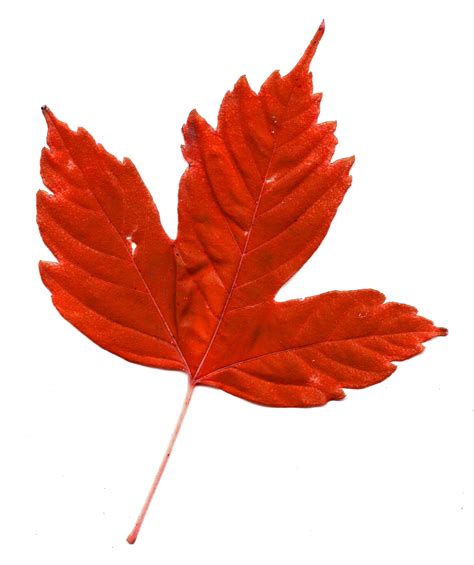 Red Maple Leaf Picture Free Photograph Maple Leaf Pictures Red