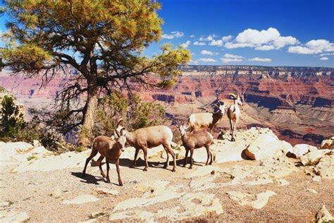 Grand Canyon National Park Photo Gallery Fodors Travel