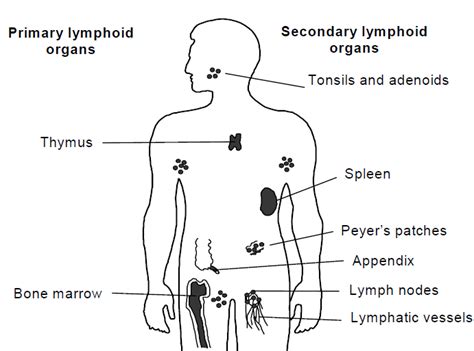 Physiology Of The Immune System 8 Download Scientific Diagram