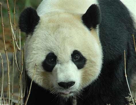 Giant Panda Ailuropoda Melanoleuca18763 Display Full Image