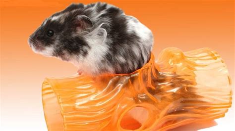 12 Strange But Common Hamster Behaviors Bechewy
