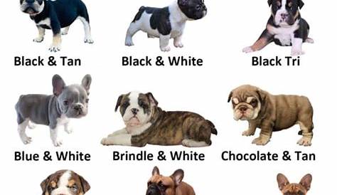 french bulldog color chart